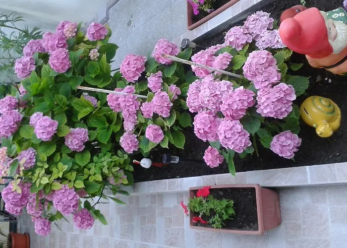 Apartment Dom Eli Pomorie